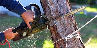  Murray, UT Tree Removal Pros