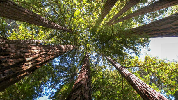 Best Arborist Consultation Services  in Murray, UT
