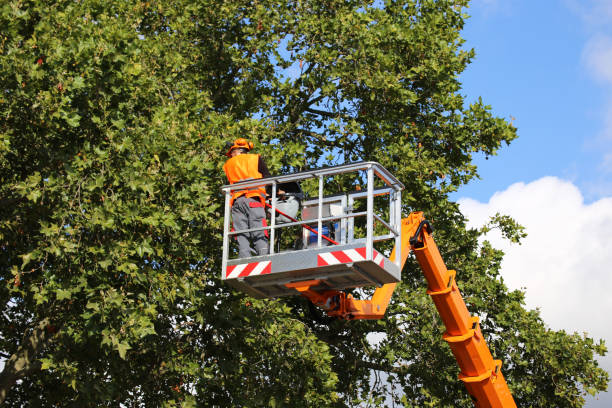 Best Lawn Maintenance Plans  in Murray, UT