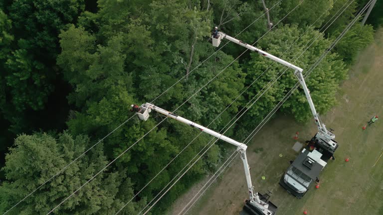 Best Emergency Tree Removal  in Murray, UT