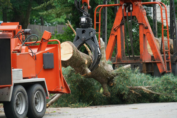Best Utility Line Clearance  in Murray, UT