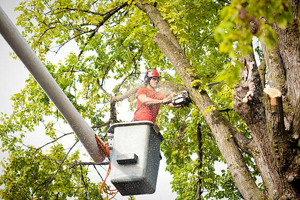 Best Hazardous Tree Removal  in Murray, UT