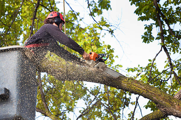 Best Lawn Pest Prevention  in Murray, UT