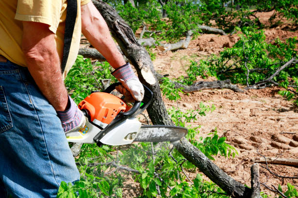 Best Lawn Mowing  in Murray, UT