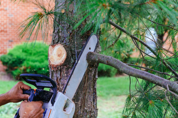 Best Tree Risk Assessment  in Murray, UT
